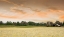 Picture of BARN IN THE FIELD OF SPRING FLOWERS