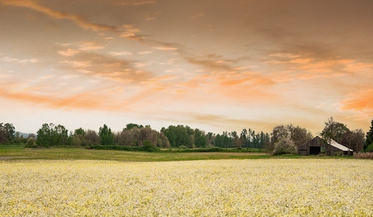 Picture of BARN IN THE FIELD OF SPRING FLOWERS