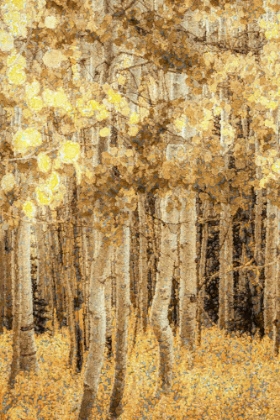 Picture of ASPENS IN LATE AUTUMN
