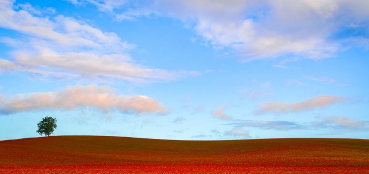 Picture of ROLLING HILLS OF CLOVER