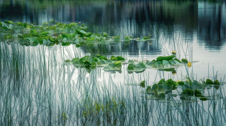 Picture of LAKESIDE IN SPRING