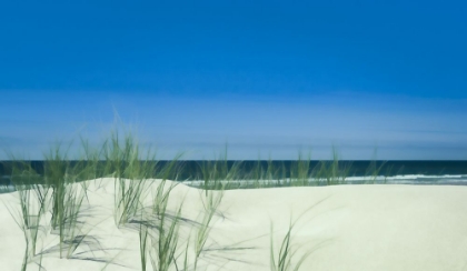 Picture of SUNLIT COASTAL DUNES