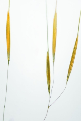 Picture of DELICATE GRASSES