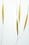 Picture of DELICATE GRASSES