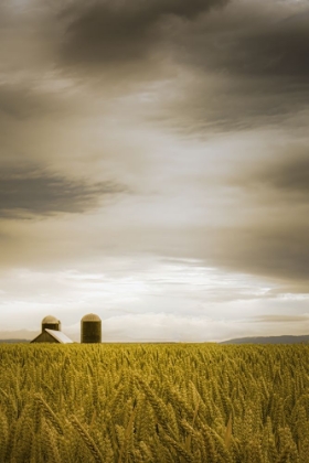 Picture of ACROSS THE WHEAT FIELD