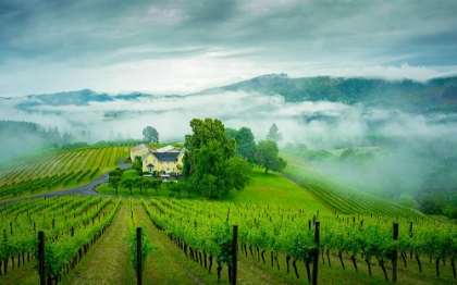 Picture of VINEYARD IN THE MIST