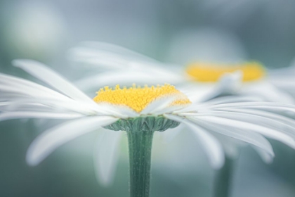 Picture of TWO DAISIES