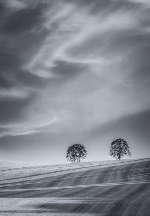 Picture of TWO TREES ON A HILLSIDE