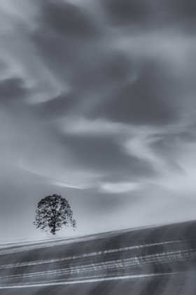 Picture of LONE TREE ON A HILLSIDE