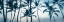 Picture of BIG ISLAND PALMS