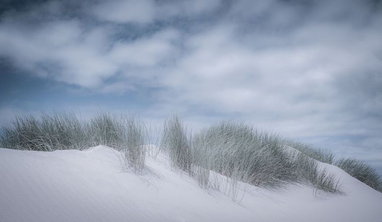 Picture of SOFT DUNES