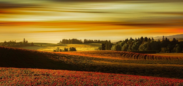 Picture of SWEEPING FIELDS OF CLOVER