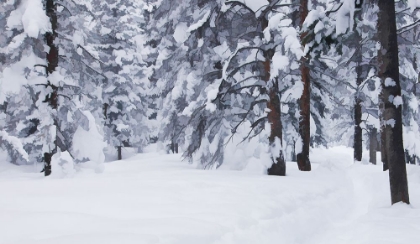 Picture of SNOW-DAPPLED WOODS