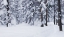 Picture of SNOW-DAPPLED WOODS