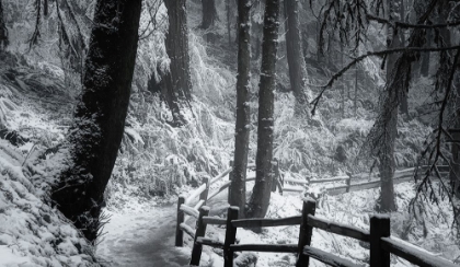 Picture of SNOW-DRAPED FOREST TRAIL