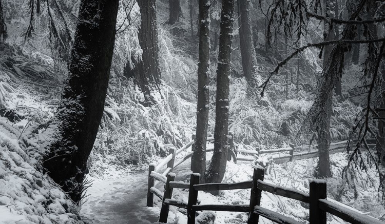 Picture of SNOW-DRAPED FOREST TRAIL