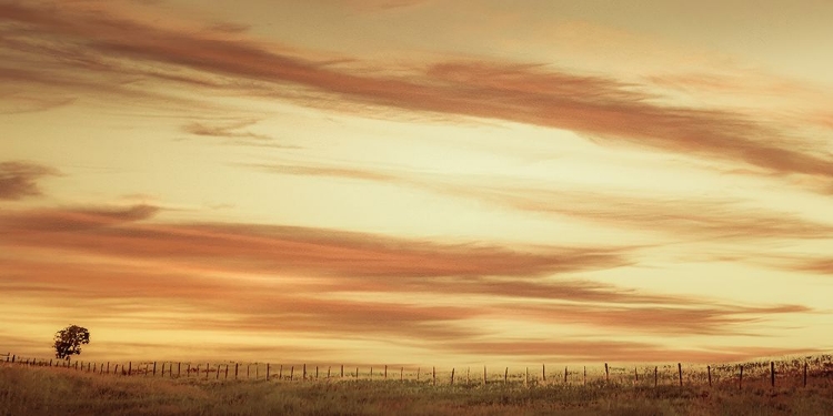 Picture of SUNSET ALONG THE FENCE