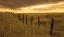 Picture of WHERE THE FENCE MEETS THE SKY