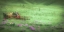 Picture of WAGON IN THE MEADOW