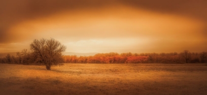 Picture of LONE TREE IN THE FIELD