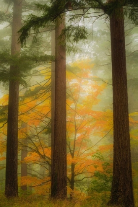 Picture of AUTUMN IN THE MISTY WOODS