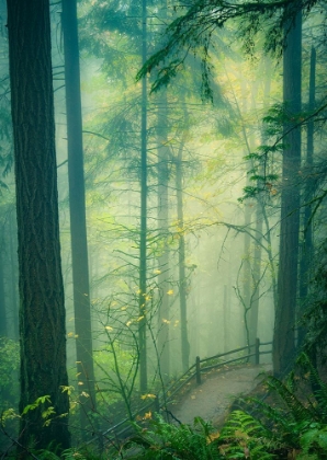 Picture of THROUGH THE WOODS IN A MISTY RAIN