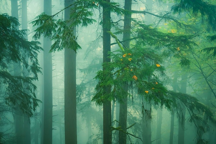 Picture of A PEEK INTO THE MISTY WOODS