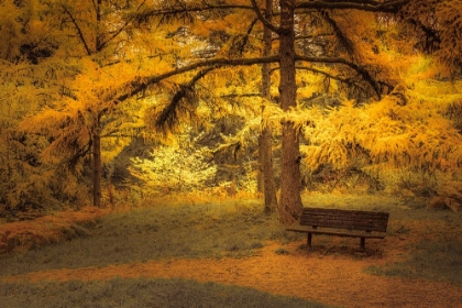 Picture of BENCH BENEATH THE LARCHES