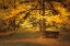 Picture of BENCH BENEATH THE LARCHES