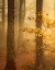 Picture of ALONG A MISTY FOREST TRAIL