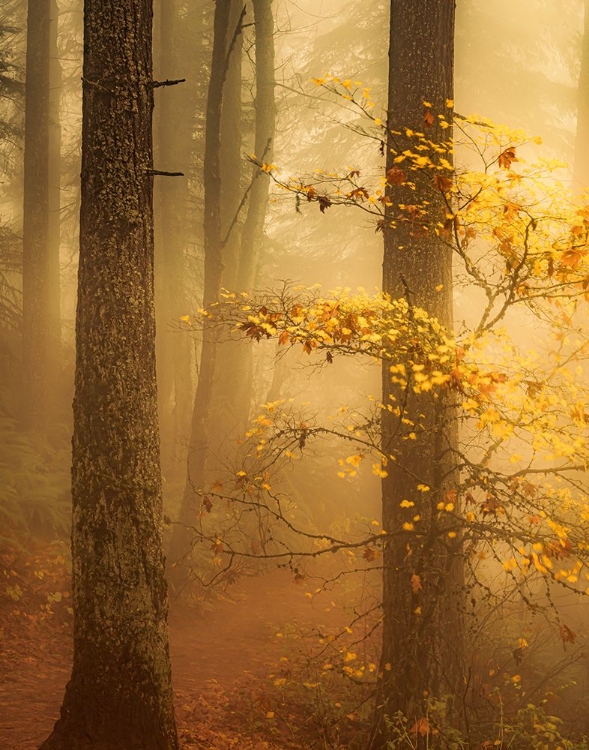 Picture of ALONG A MISTY FOREST TRAIL