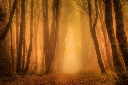 Picture of GOLDEN LIGHT THROUGH THE MISTY TREES