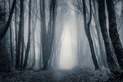 Picture of LIGHT THROUGH THE MISTY TREES