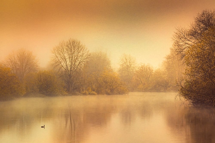 Picture of DUCK ON A POND