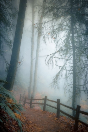 Picture of AUTUMN MIST