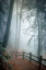 Picture of AUTUMN MIST