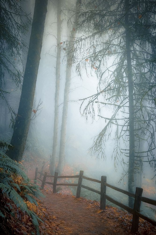 Picture of AUTUMN MIST