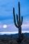 Picture of CACTUS AT TWILIGHT