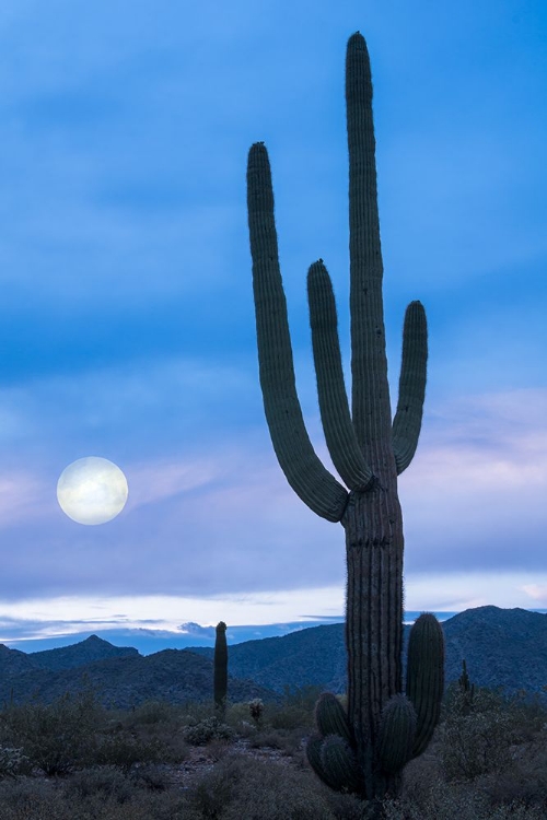 Picture of CACTUS AT TWILIGHT