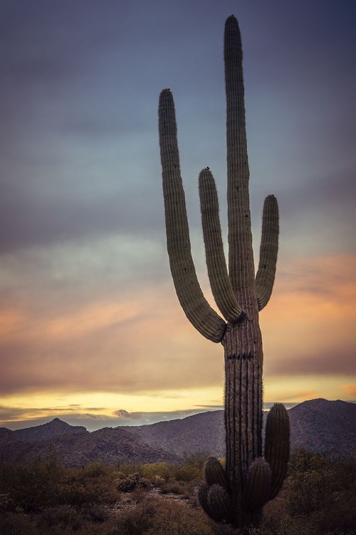 Picture of SUNDOWN CACTUS