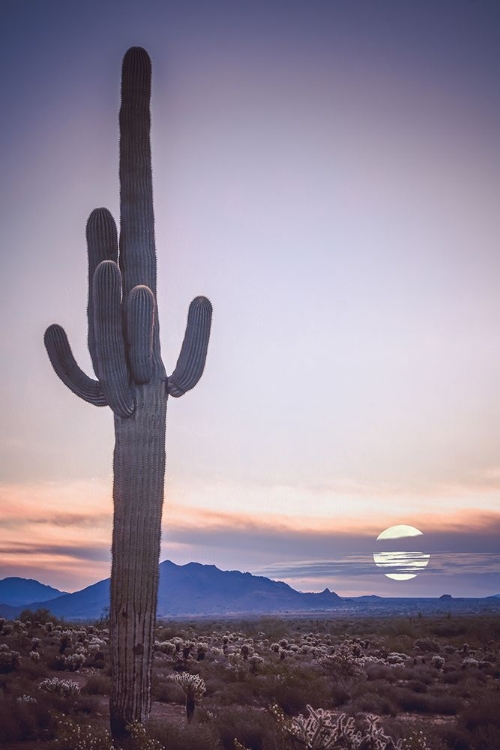 Picture of DESERT MOON