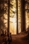 Picture of FOREST LIGHT