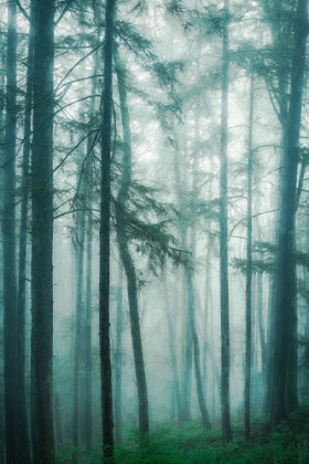Picture of IN THE QUIET, MISTY WOODS