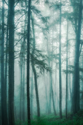 Picture of IN THE QUIET, MISTY WOODS