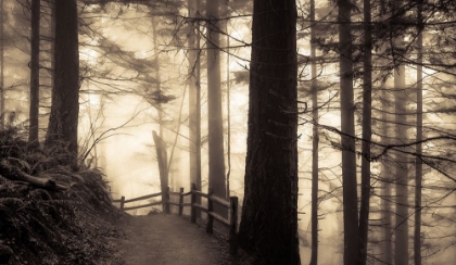 Picture of INTO THE MISTY WOODLAND