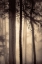 Picture of NESTLED IN THE TREES