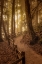Picture of WINDING THROUGH THE FOREST