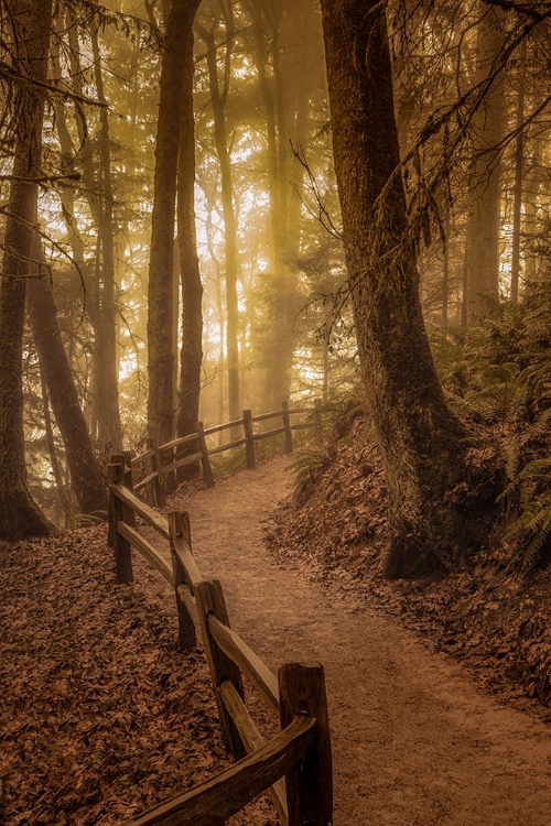 Picture of WINDING THROUGH THE FOREST