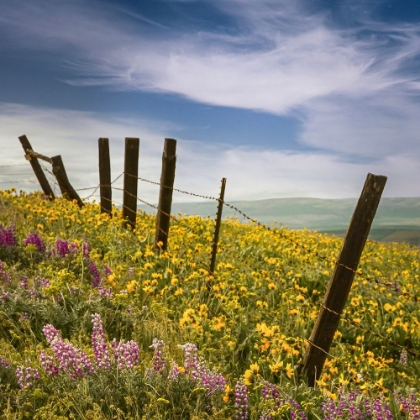 Picture of WILDFLOWER MEADOW MEETS THE SKY