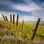 Picture of WILDFLOWER MEADOW MEETS THE SKY